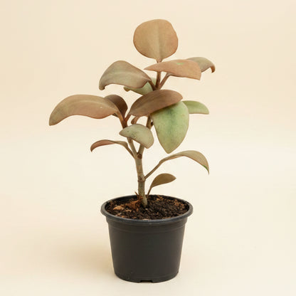 Kalanchoe Orgyalis - Copper Spoons