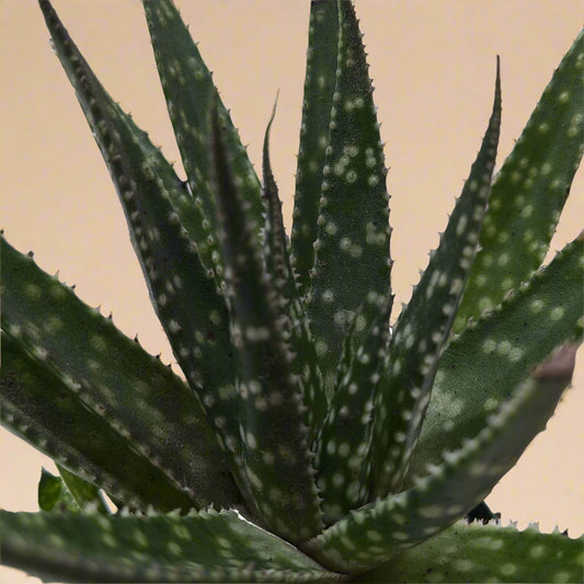 Succulent Haworthia Limifolia