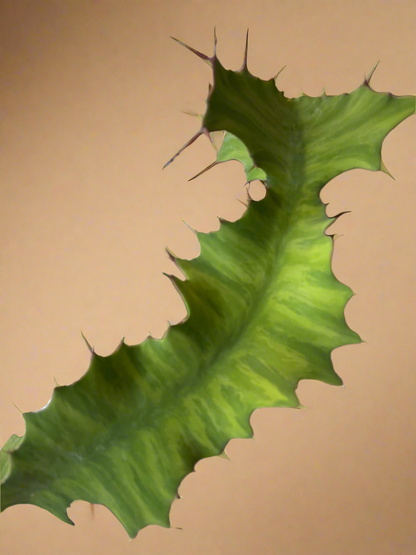 Euphorbia Grandicornis – Cow’s Horn Cactus