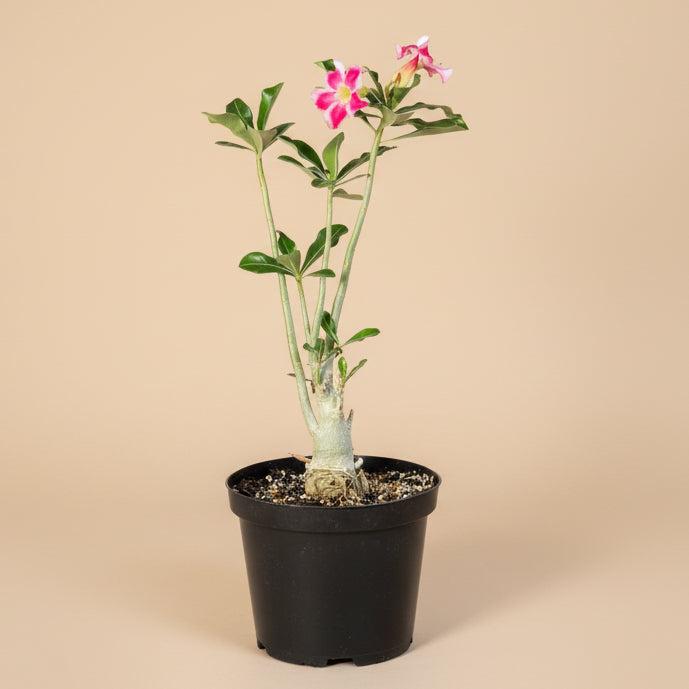 Exotic Color Desert Rose 8” pot