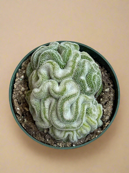 4.5” Mammillaria Microthele Cristata - Brain Cactus