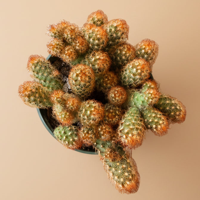 Mammillaria Elongata 'Copper King' -4.5” pot