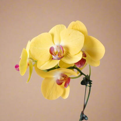 Orchid 'Yellow Phalaenopsis'