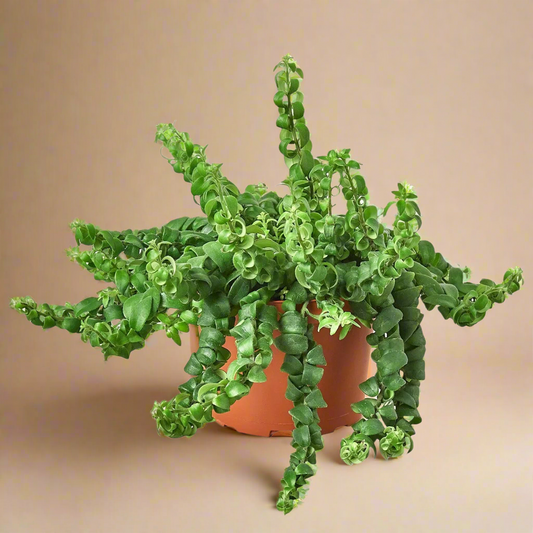 Curly Lipstick Plant