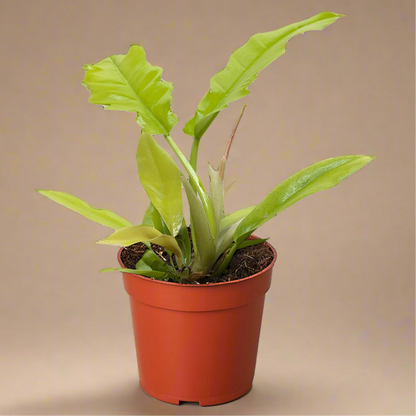 Philodendron 'Golden Crocodile'