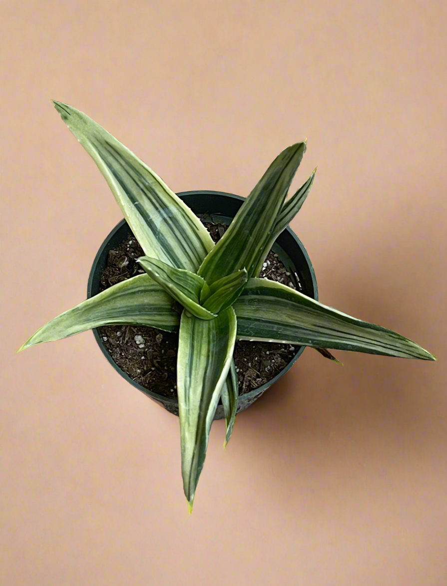 4.5” Variegated Aloe Nobilis