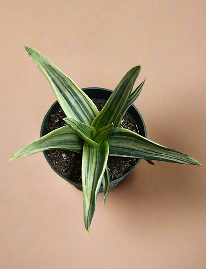 4.5” Variegated Aloe Nobilis