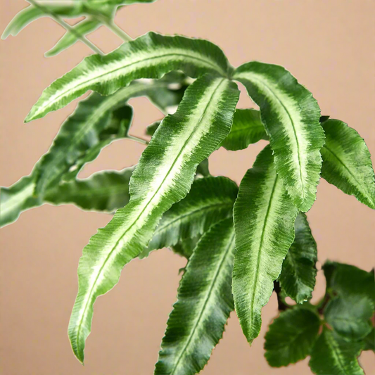 Pteris Cretica 'Albo Fern'
