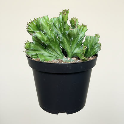 Coral Cactus - Euphorbia lactea 'cristata' 8” pot