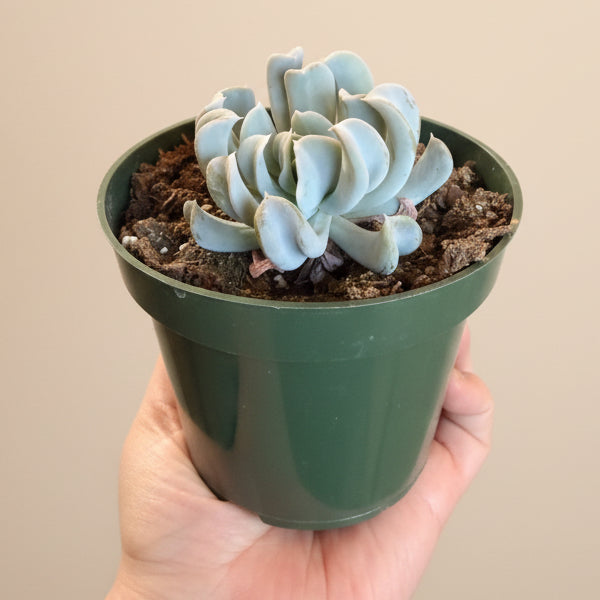 Echeveria Runyonii 'Topsy Turvy' 4.5” pot