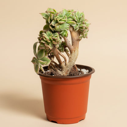 Crested Aeonium ‘Sunburst’ Bonsai Succulent Tree 4” pot