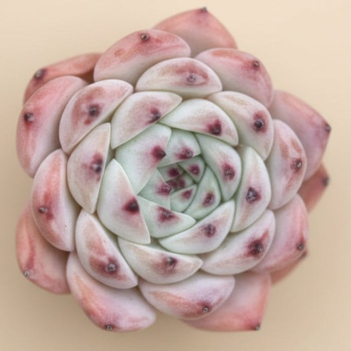 Echeveria Agavoides ‘Pink Claws’