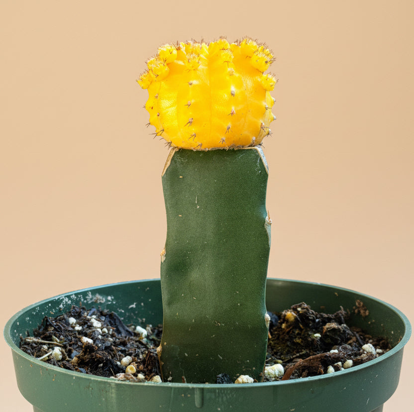 Grafted Moon Cactus - Gymnocalycium mihanovichii