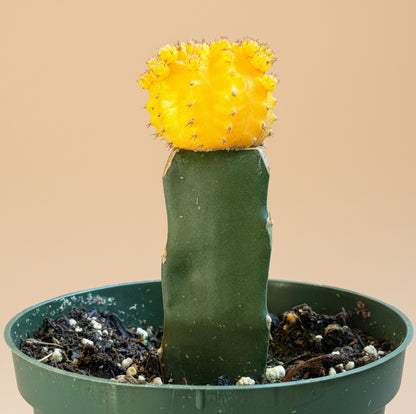 Grafted Moon Cactus - Gymnocalycium mihanovichii