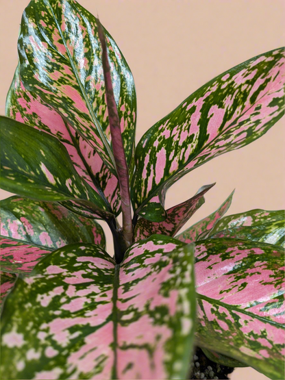 Aglaonema Wishes