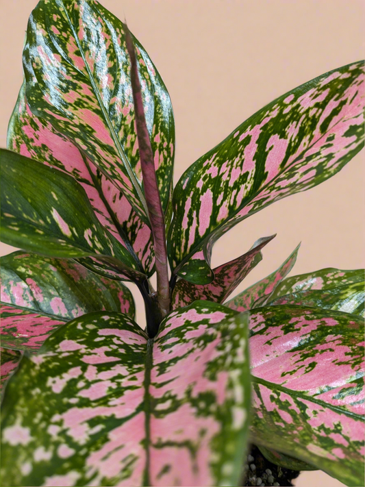 Aglaonema Wishes