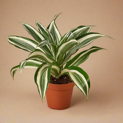 Dracaena 'Warneckii White Jewel'