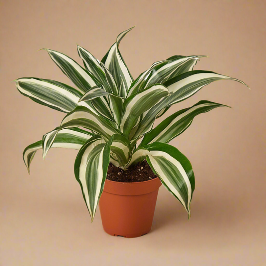 Dracaena 'Warneckii White Jewel'