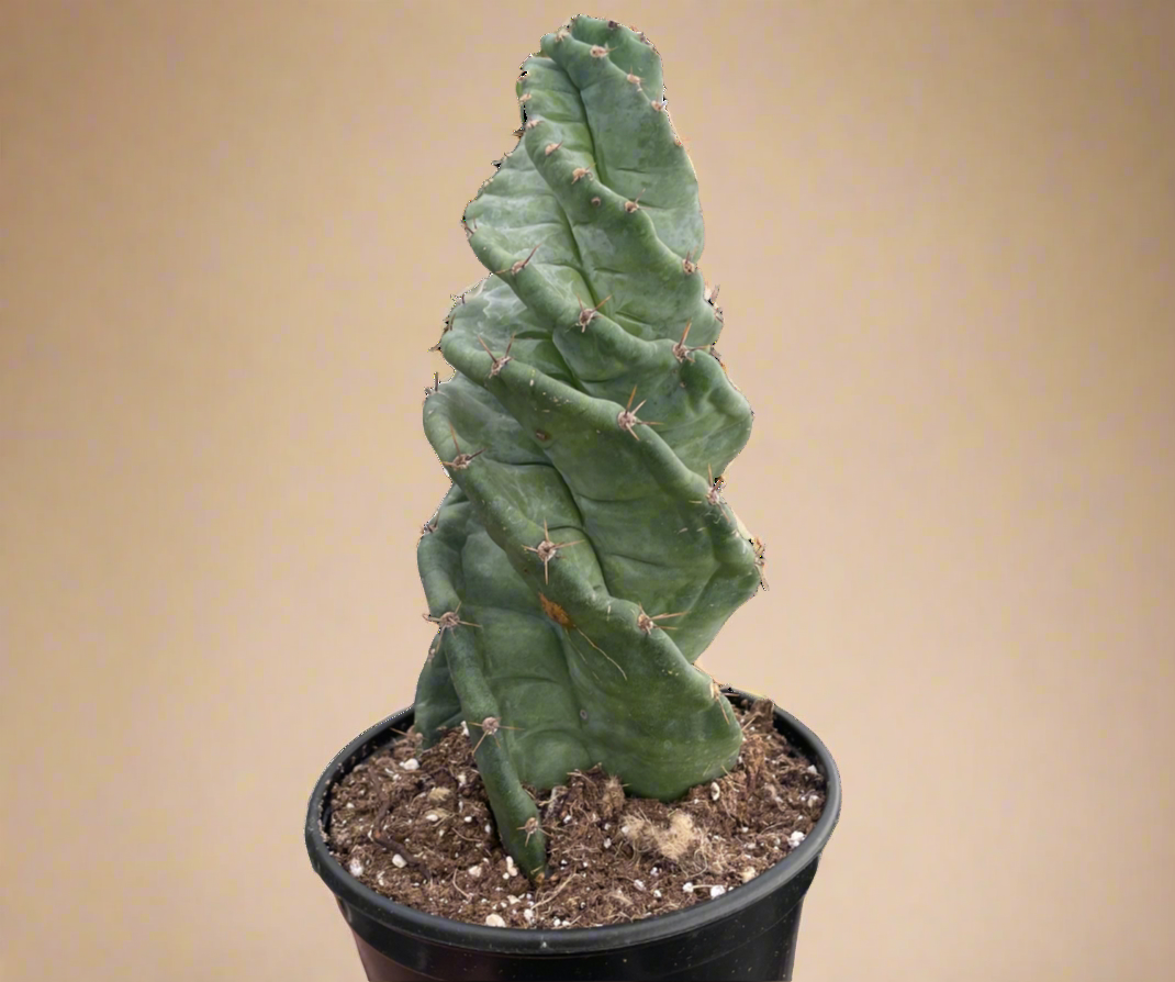 Cereus forbesii 'Spiralis'