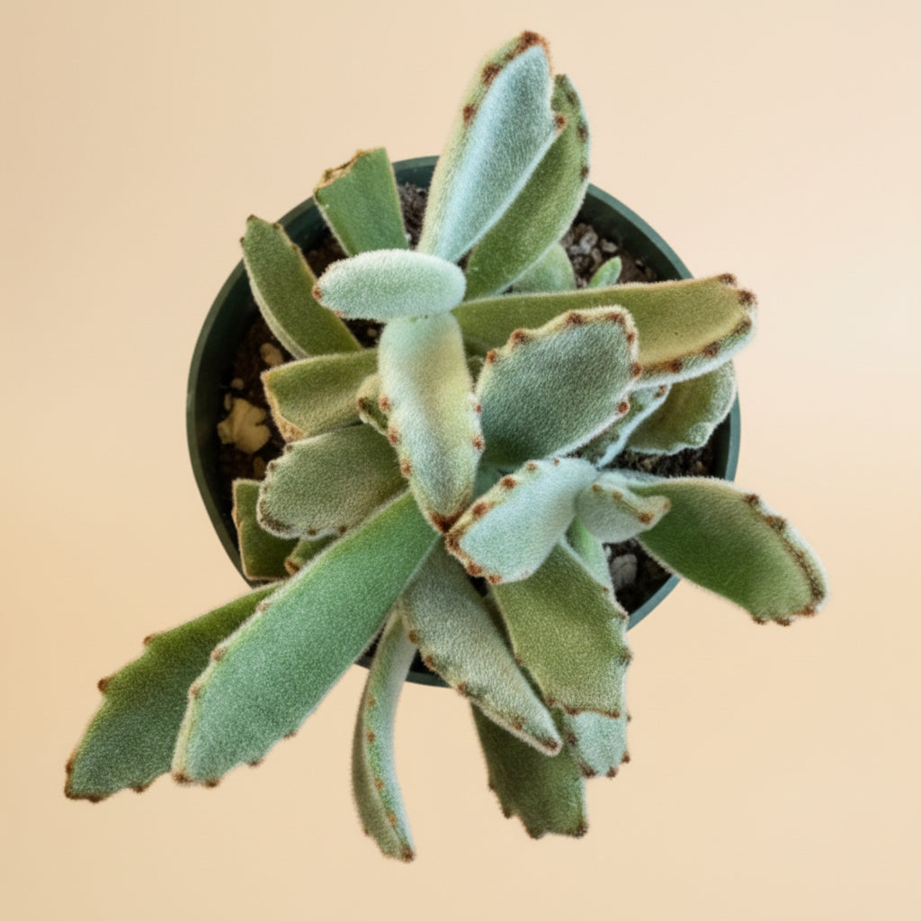 Kalanchoe Tomentosa - Panda Plant 4.5” pot