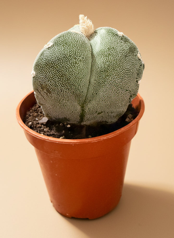 Astrophytum Myriostigma var. Tricostatum