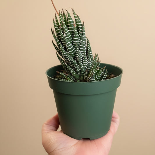 Haworthia Super Fasciata - Zebra Haworthia