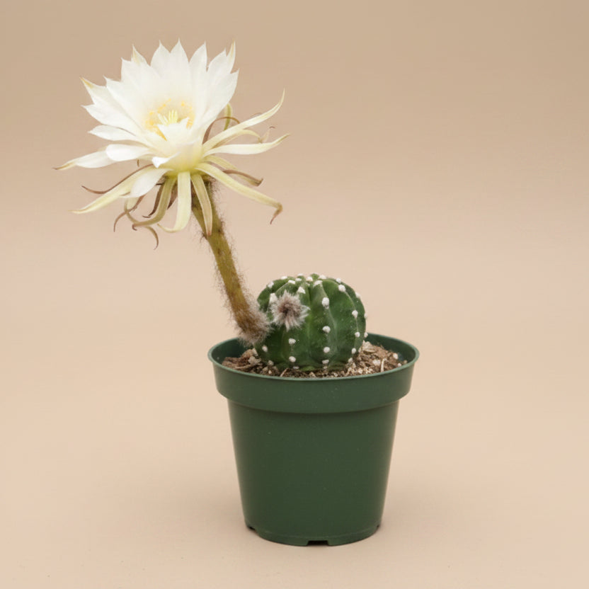 Domino Cactus -  Echinopsis subdenudata 4.5” pot