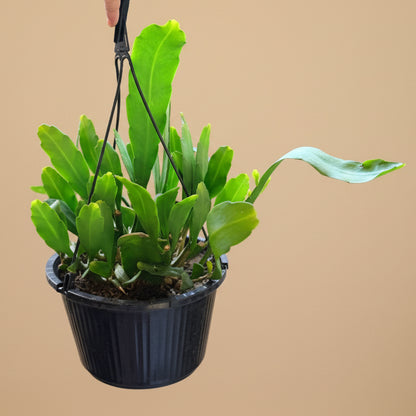 Epiphyllum Orchid Cactus 10” HB