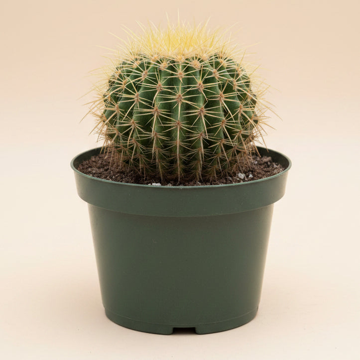 Golden Barrel Cactus 8” pot
