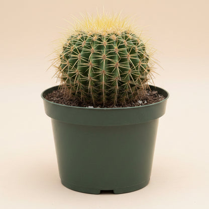 Golden Barrel Cactus 8” pot