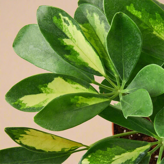 Schefflera Variegated Dwarf Umbrella Tree