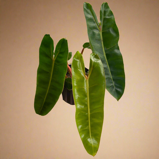 4” Philodendron Billie