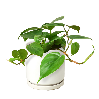 Philodendron Cordatum Heartleaf