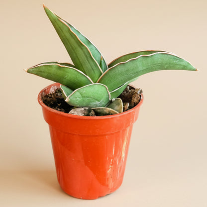 Sansevieria Ehrenbergii - Dwarf Samurai 3.5” pot
