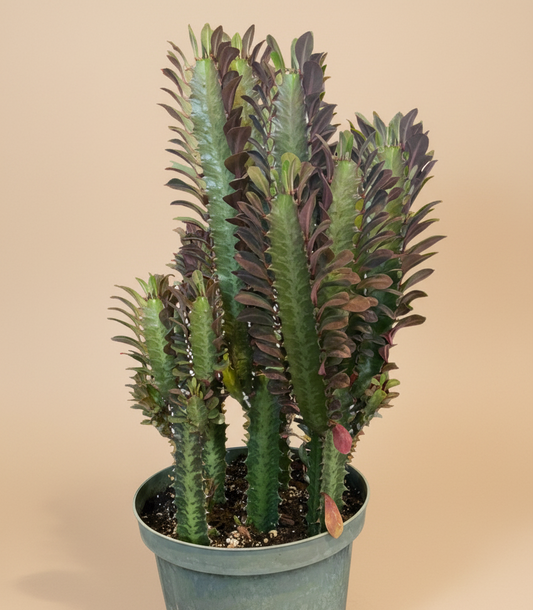 8” Euphorbia Trigona Rubra Large