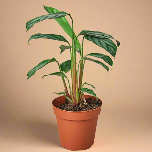 Calathea 'Grey Star'