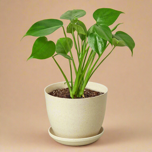 Monstera Deliciosa Split-Leaf