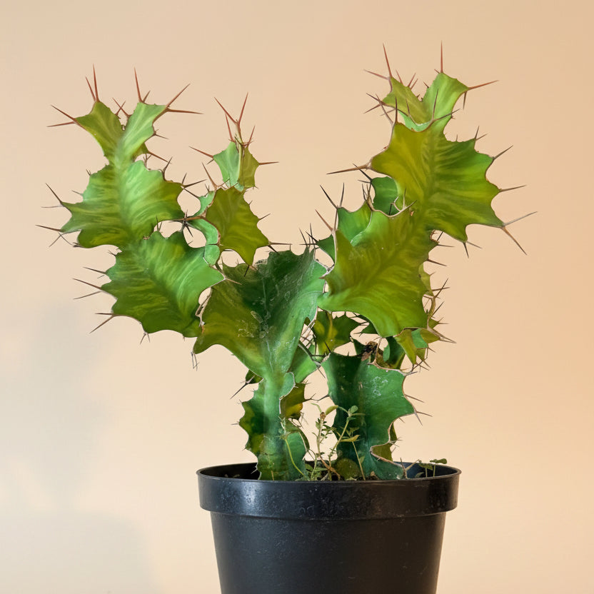 Euphorbia Grandicornis