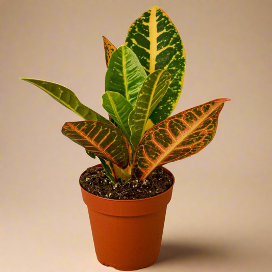 Croton Petra 'Joseph's Coat'