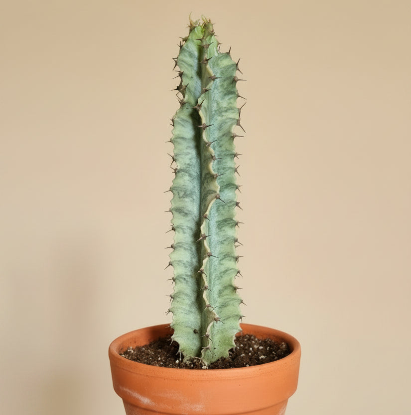 Euphorbia Ammak Lactea Variegated 4in Grower Pot