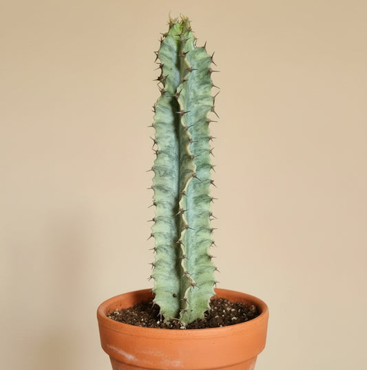 Euphorbia Ammak Lactea Variegated 4in Grower Pot
