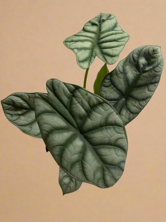 4” Alocasia ‘Dragon Scale’