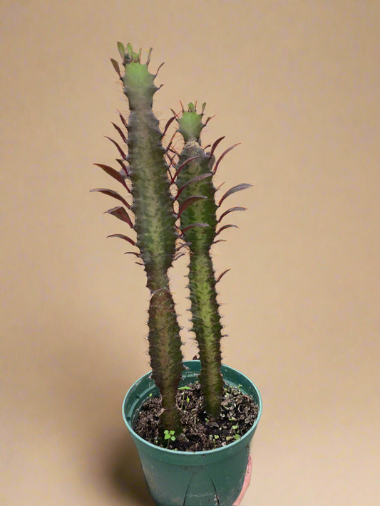 Succulent Euphorbia 'Trigona Rubra'
