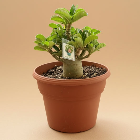 Sheep’s Horn - Medusa Head (Adenium arabicum) 6” pot