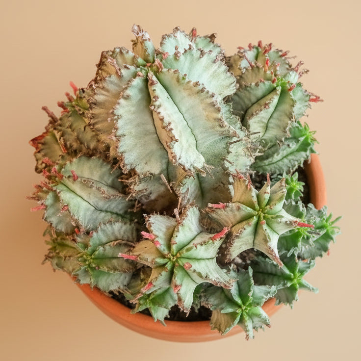 Euphorbia Horrida - White Form 4.5” pot