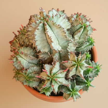 Euphorbia Horrida - White Form 4.5” pot