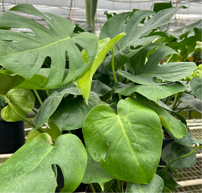 Monstera Deliciosa Split-Leaf