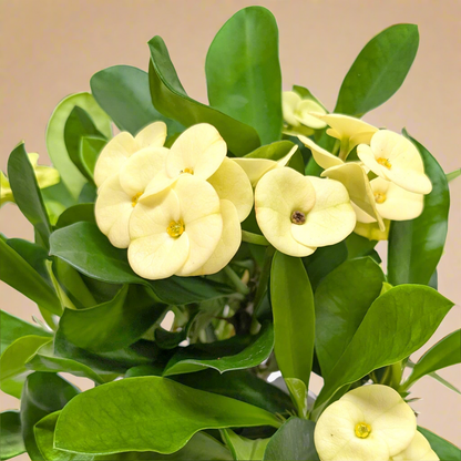 Euphorbia Milili- Crown of Thorns