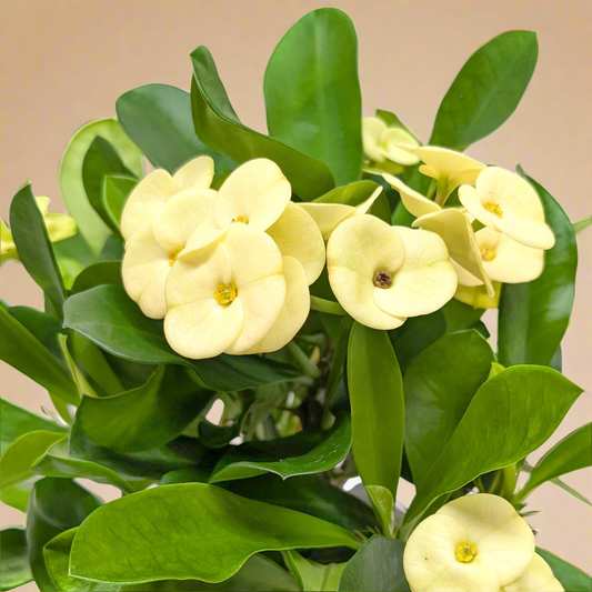 Euphorbia Milili- Crown of Thorns