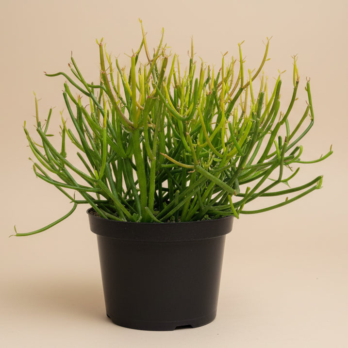 Fire Sticks Cactus - Euphorbia Tirucalli 8” pot